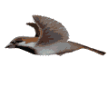 bird_3.gif (8659 octets)