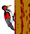 woodpec2.gif (6489 octets)